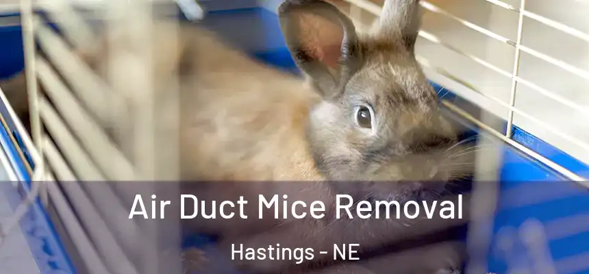  Air Duct Mice Removal Hastings - NE